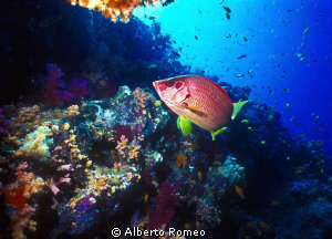 Spiny Squirrelfish (Sargocentrun spiniferum) in his habitat. by Alberto Romeo 